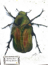 MY BEETLE FRIEND BY "SKEETER"